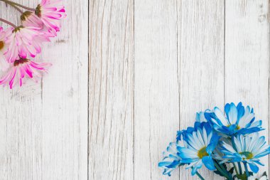 Boş mavi ve pembe papatyalar. Yıpranmış ahşap arka planda bir demet çiçek. İlkbahar mesajınız için fotokopi alanı ile birlikte.