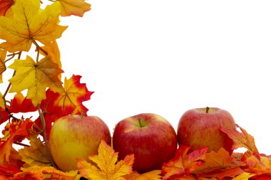 renkli sonbahar sınır