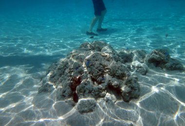 Moorea, Fransız Polinezyası