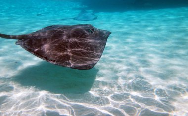 Moorea, Fransız Polinezyası
