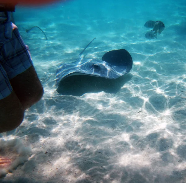 Yüzme Ile Dostça Stingrays Moorea Fransız Polinezyası — Stok fotoğraf