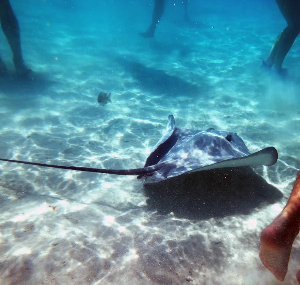 Moorea, Polynésie française — Photo