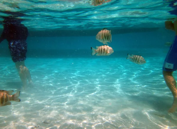 Moorea, franska Polynesien — Stockfoto