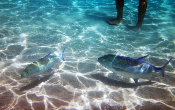 Vida Marinha Banco Areia Lagoa Moorea Polinésia Francesa — Fotografia de Stock