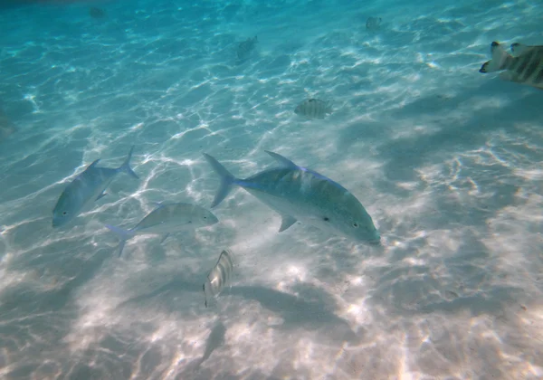 Moorea, franska Polynesien — Stockfoto