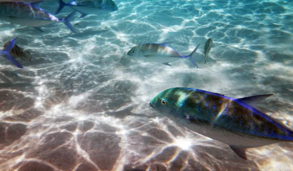 Морская Жизнь Песчаном Берегу Лагуне Муреа Французская Полинезия — стоковое фото