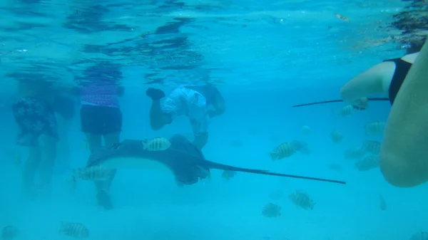 Úszás Barátságos Stingrays Moorea Francia Polinézia — Stock Fotó