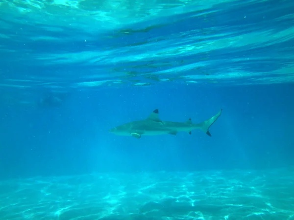 Requin Récif Pointe Noire Dans Lagune Moorea Polynésie Française — Photo