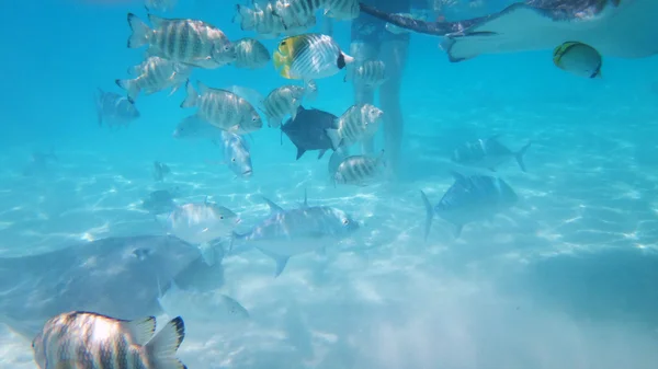 Κολύμπι Φιλικό Stingrays Moorea Γαλλική Πολυνησία — Φωτογραφία Αρχείου