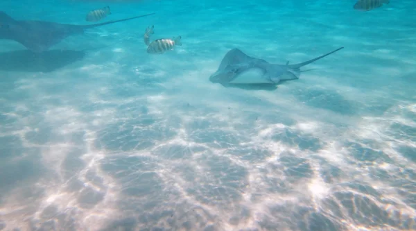 Moorea, Γαλλική Πολυνησία — Φωτογραφία Αρχείου