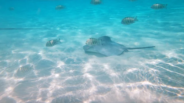 Moorea, franska Polynesien — Stockfoto