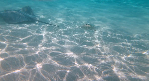 Moorea, Polinésia Francesa — Fotografia de Stock