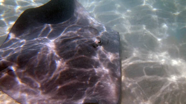 Zvědavý Přátelské Rejnoci Laguně Moorea Fracouzská Polynésie — Stock fotografie