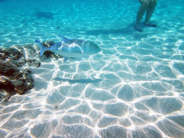 Moorea, Polinésia Francesa — Fotografia de Stock