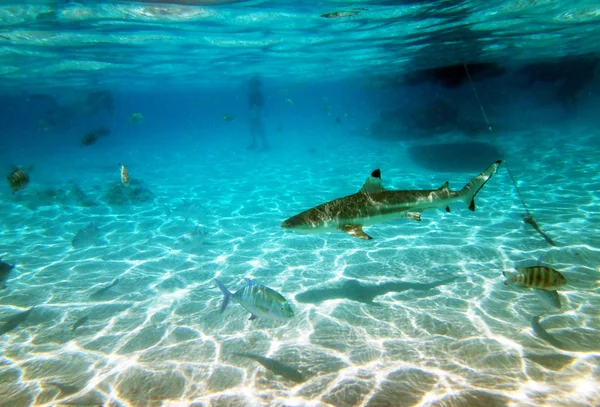 Moorea, Französisch-Polynesien — Stockfoto