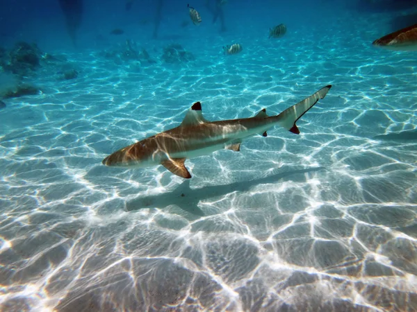 Tiburón Punta Negra Laguna Moorea Polinesia Francesa — Foto de Stock