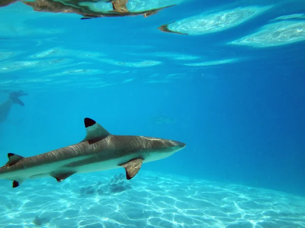 Moorea, French Polynesia — Stock Photo, Image