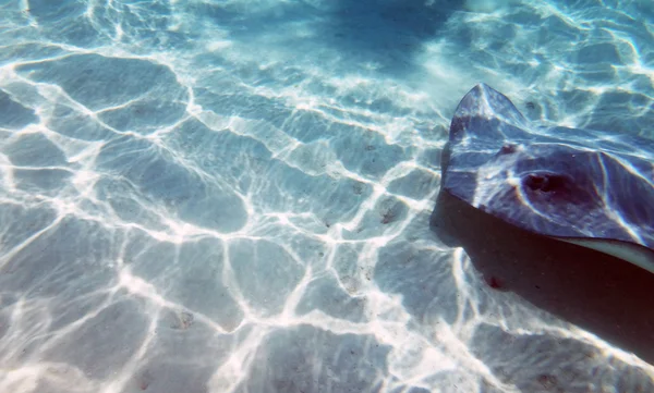 Curiosos Amigáveis Arraias Lagoa Moorea Polinésia Francesa — Fotografia de Stock