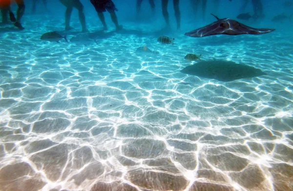 Curieux Amical Raies Dans Lagune Moorea Polynésie Française — Photo