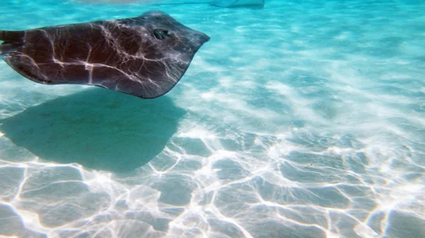 モーレア島、フランス領ポリネシア — ストック写真