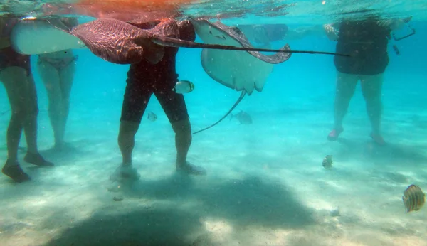 Simma Med Vänliga Stingrockor Moorea Franska Polynesien — Stockfoto