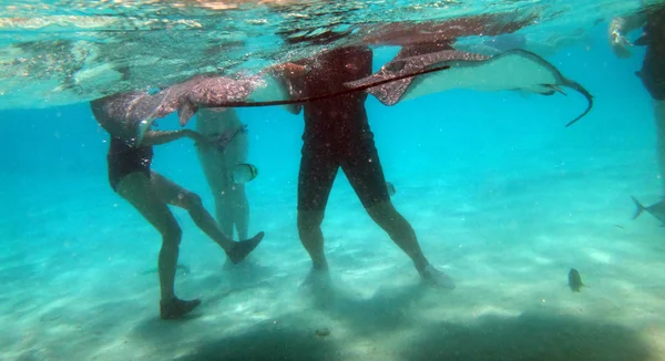 Κολύμπι Φιλικό Stingrays Moorea Γαλλική Πολυνησία — Φωτογραφία Αρχείου