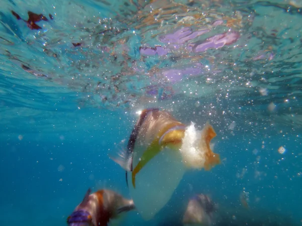 프랑스령 폴리네시아의 Triggerfish — 스톡 사진