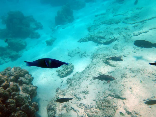 Moorea, Polinezja Francuska — Zdjęcie stockowe