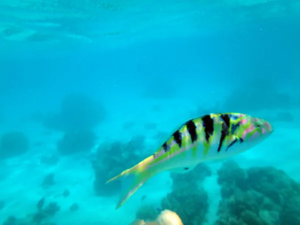 Moorea, franska Polynesien — Stockfoto