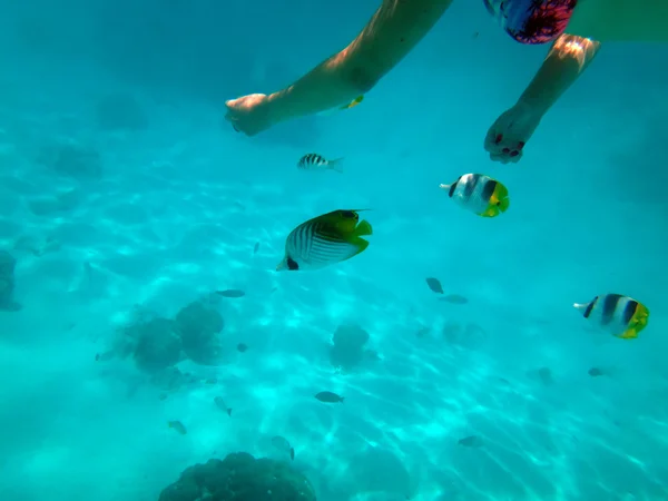 Peixe Alimentado Mão Recife Com Pão Lagoa Moorea Polinésia Francesa — Fotografia de Stock