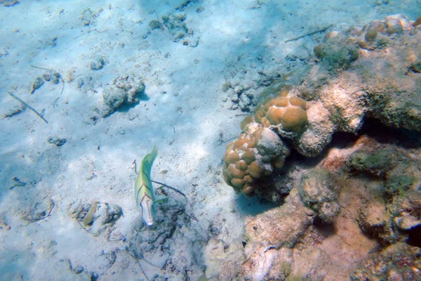 Podmořský Život Útesu Moorea Fracouzská Polynésie — Stock fotografie