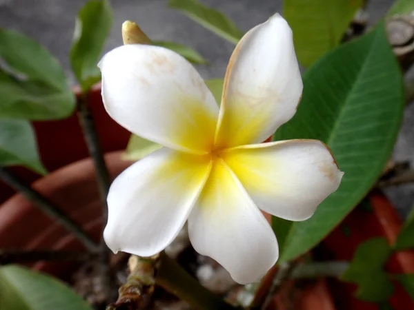 Frangipani Moorea French Polynesia — Stock Photo, Image