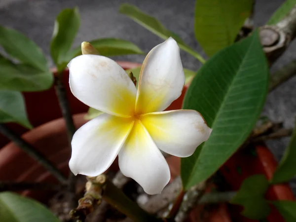 Frangipani Moorea Polinésia Francesa — Fotografia de Stock