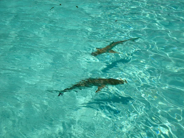 Blacktip Καρχαρίες Σκοπέλων Στην Λιμνοθάλασσα Της Moorea Γαλλική Πολυνησία — Φωτογραφία Αρχείου