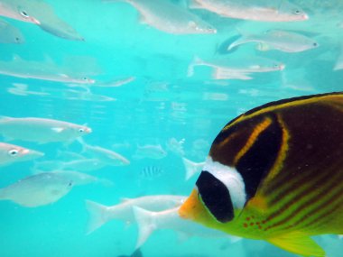 Tahiti, Fransız Polinezyası