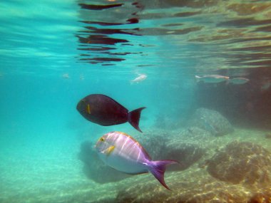 Tahiti, Fransız Polinezyası