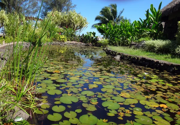 Lago Peixes Ornamentais Jardins Ofa Jardim Paofai Papeete Polinésia Francesa — Fotografia de Stock