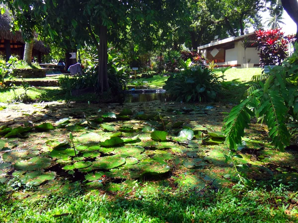 Papeete Fransız Polinezyası Nın Merkezinde Parc Bougainville — Stok fotoğraf