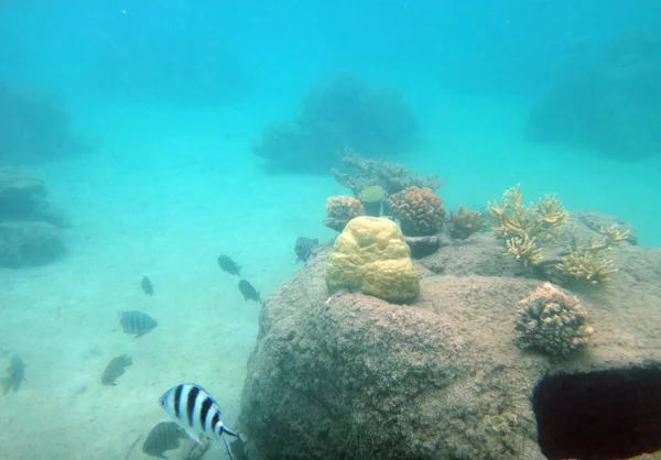 Tahiti, Polinezja Francuska — Zdjęcie stockowe