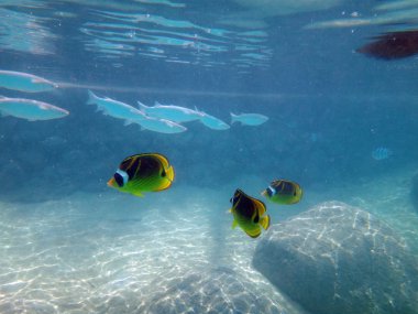 Tahiti, Fransız Polinezyası