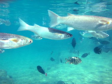 Tahiti, Fransız Polinezyası