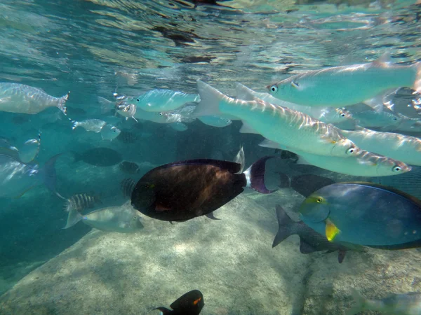 Морская Жизнь Лагуне Папеэте Французская Полинезия — стоковое фото