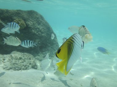 Bora Bora, Fransız Polinezyası