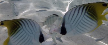 Bora Bora, Fransız Polinezyası