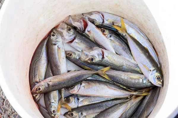 Freshly caught fish in a bucket of water at the Istanbul marke