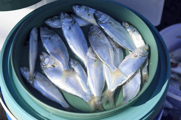 Freshly caught fish in a bucket of water at the Istanbul marke