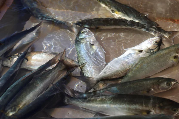 トルコの伝統的な魚市場で販売されているライブブルーフィッシュ ルファー — ストック写真