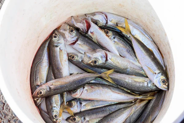 伊斯坦布尔市场的一桶水里装着新捕获的鱼 图库图片