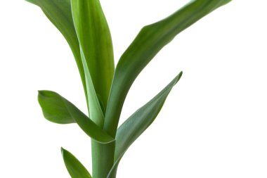 Bambu beyaz arka plan üzerinde kapat