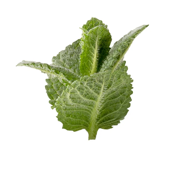 Fresh mint leaves isolated on white background — Stock Photo, Image